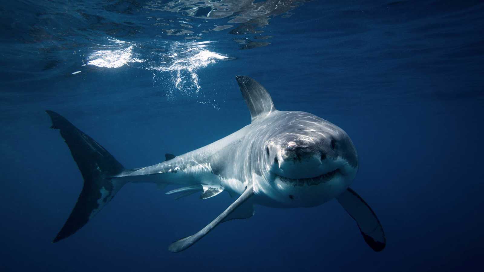 "مشهد نادر".. قرش أبيض يفترس حوتا أحدب أمام السياح (صور)