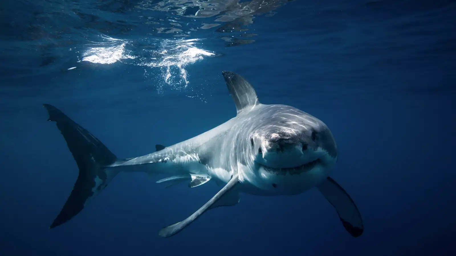 "مشهد نادر".. قرش أبيض يفترس حوتا أحدب أمام السياح (صور)