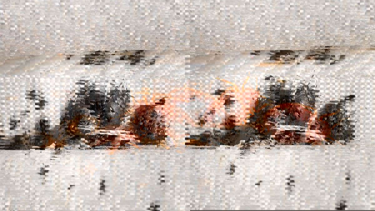 تخوف لدى المغاربة بعد أنباء وصول "بق الفراش" على متن سفينة فرنسية