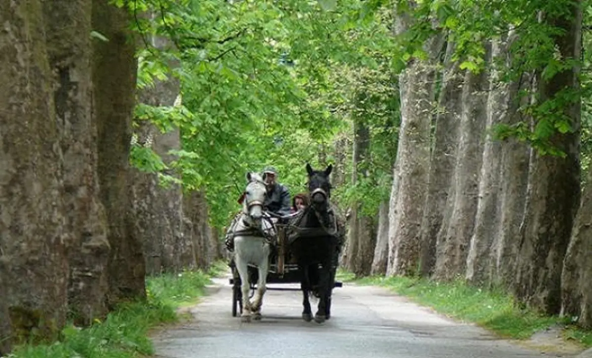 رحلة بعربة الخيول لزوجات زعماء الدول الصناعية السبع