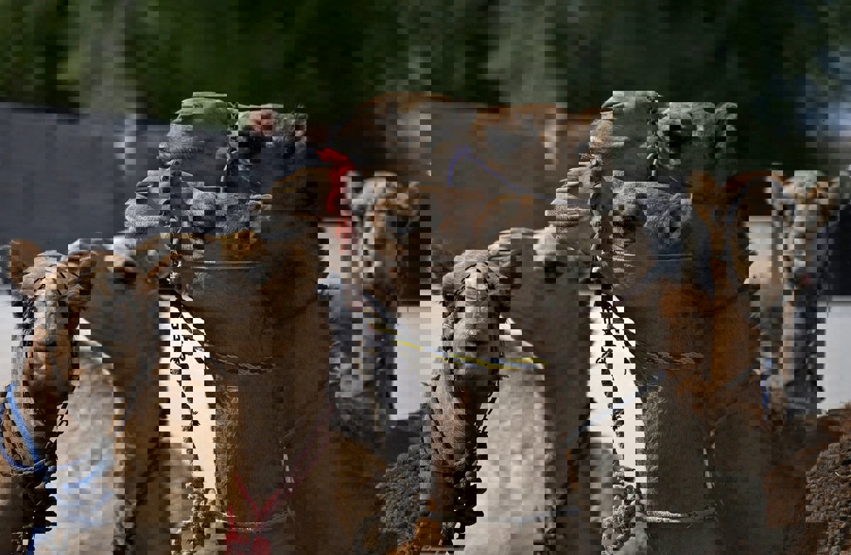 "مسيرة للإبل" في باريس تثير جدلا واسعا