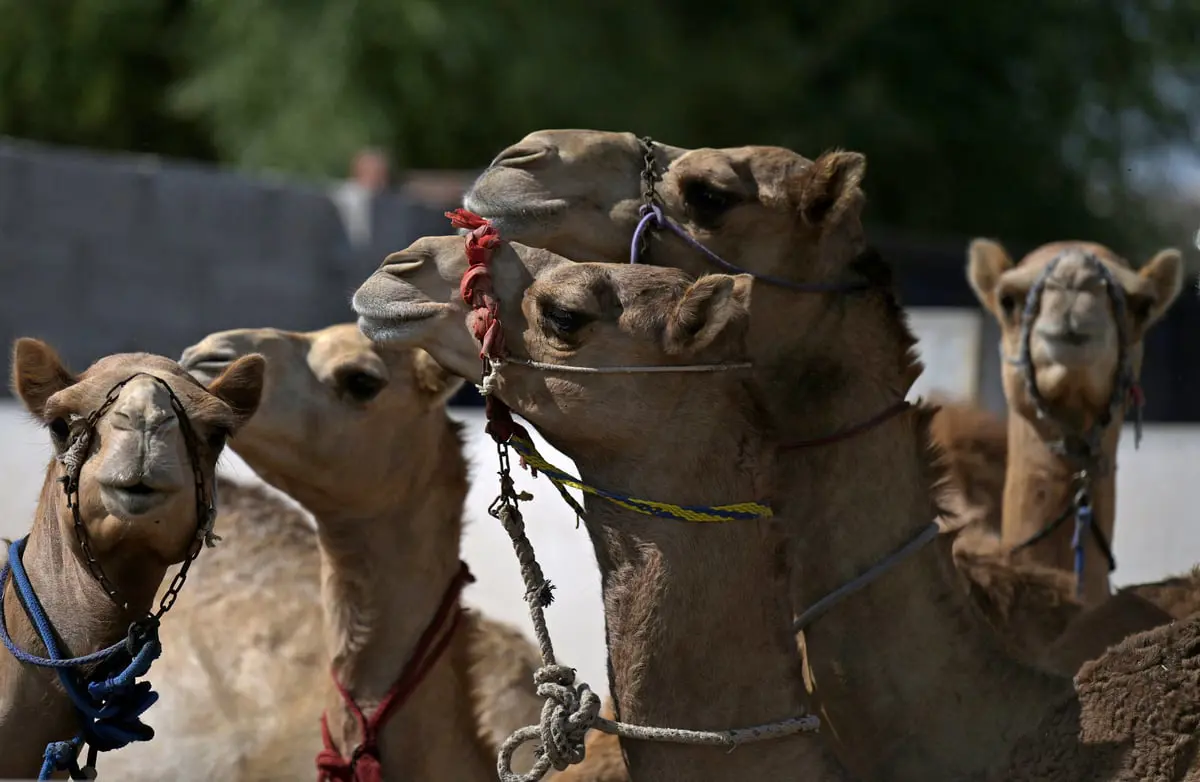"مسيرة للإبل" في باريس تثير جدلا واسعا