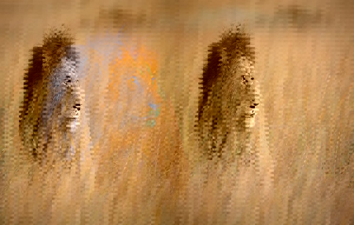 الشرطة الليبية تكشف ملابسات حادثة قتل أسد هارب (صور)