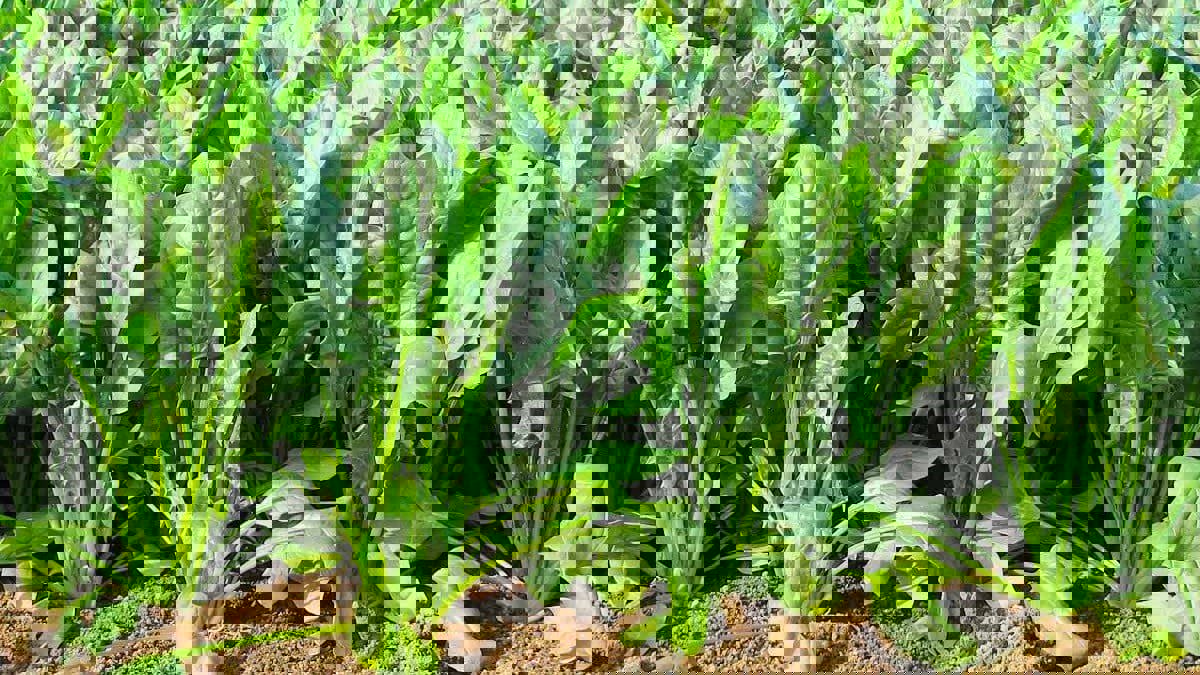 كشف ثوري يحول السبانخ إلى كاشف متفجرات وناقل معلومات إلكتروني