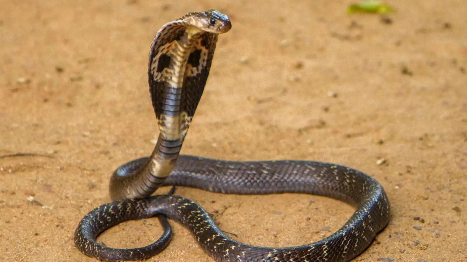 كيف تثبت الكوبرا الملكية قدرتها العقلية بين الثعابين؟