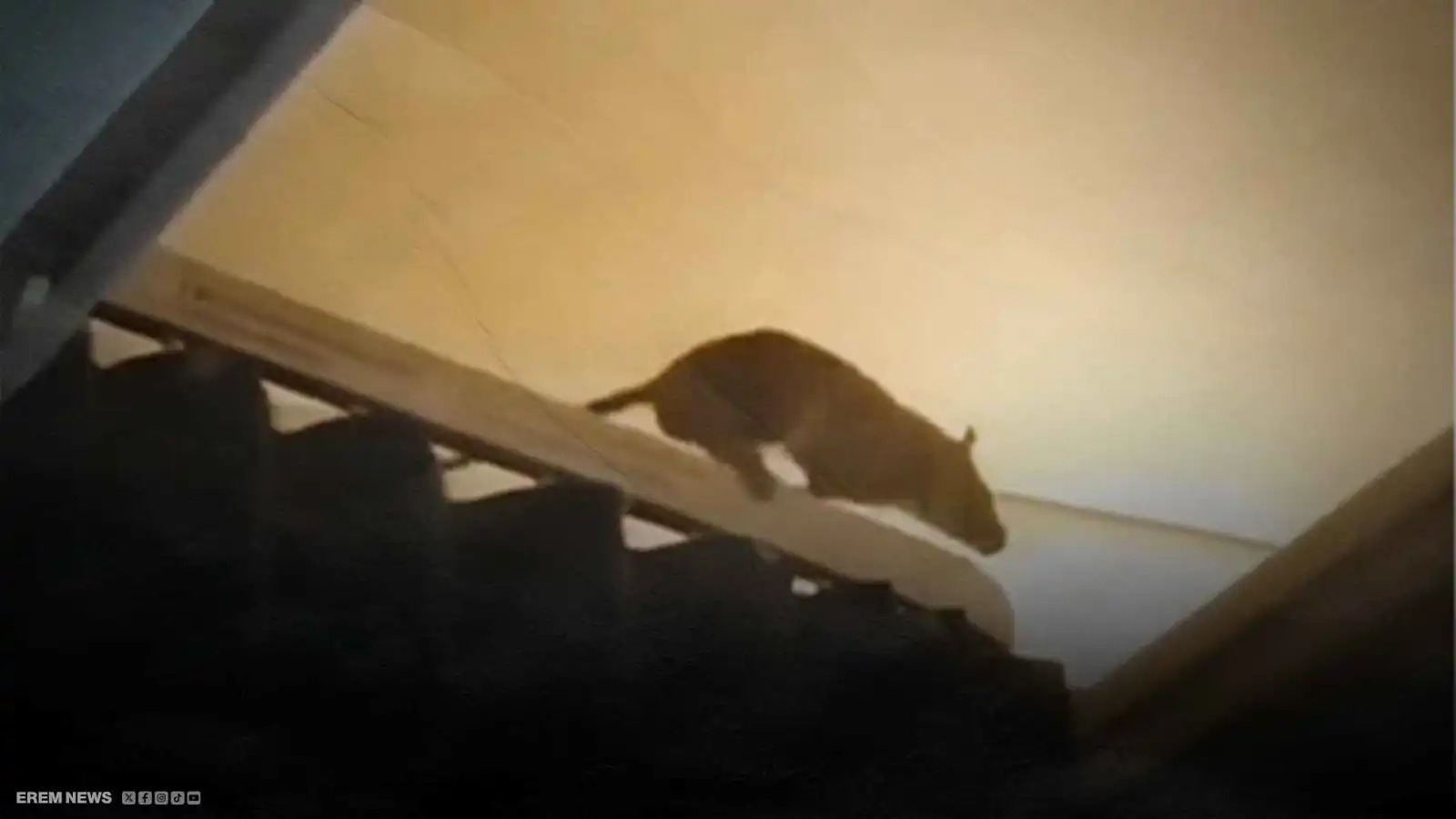 فأر يتسبب بإلغاء رحلة جوية وتعطيل الركاب (فيديو إرم)