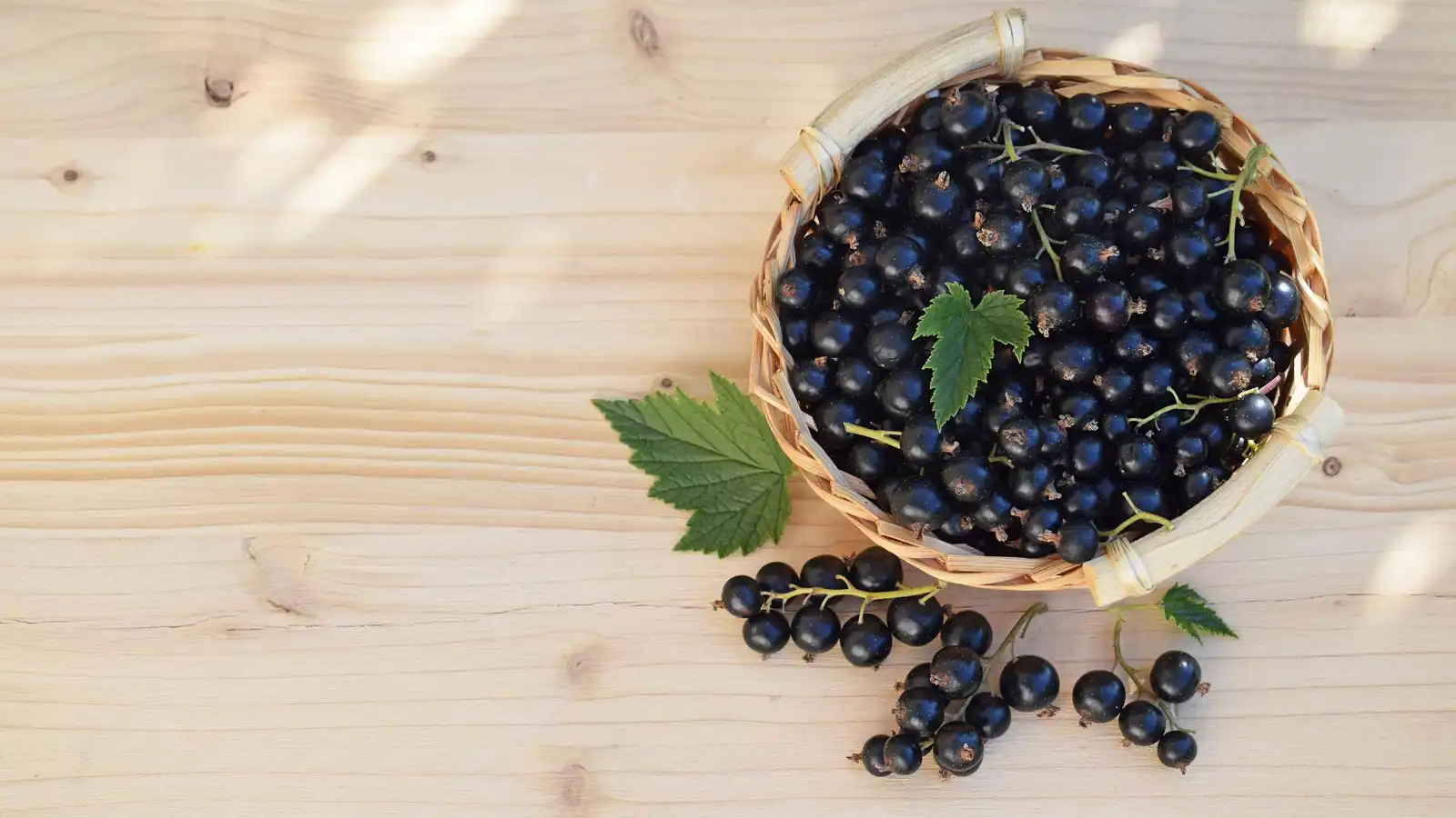 الكشمش الأسود.. فوائد صحية متعددة تعزز المناعة والقلب