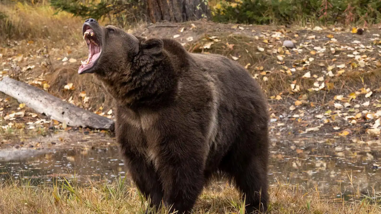 ساعة ذكية تكشف اللحظات الأخيرة لمتنزّه قتله دب في اليابان