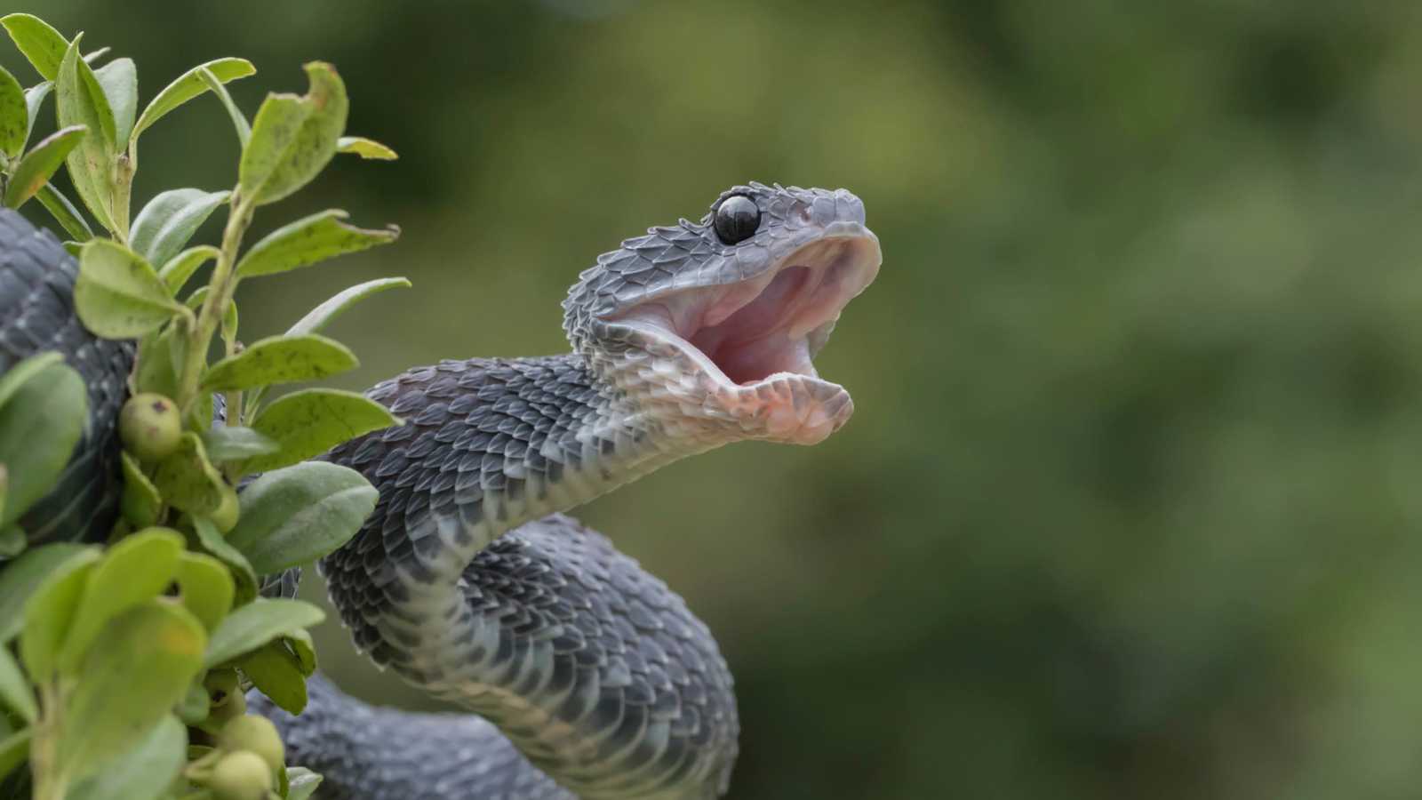 كيف تتعامل مع لدغات الثعابين غير السامة بأمان؟