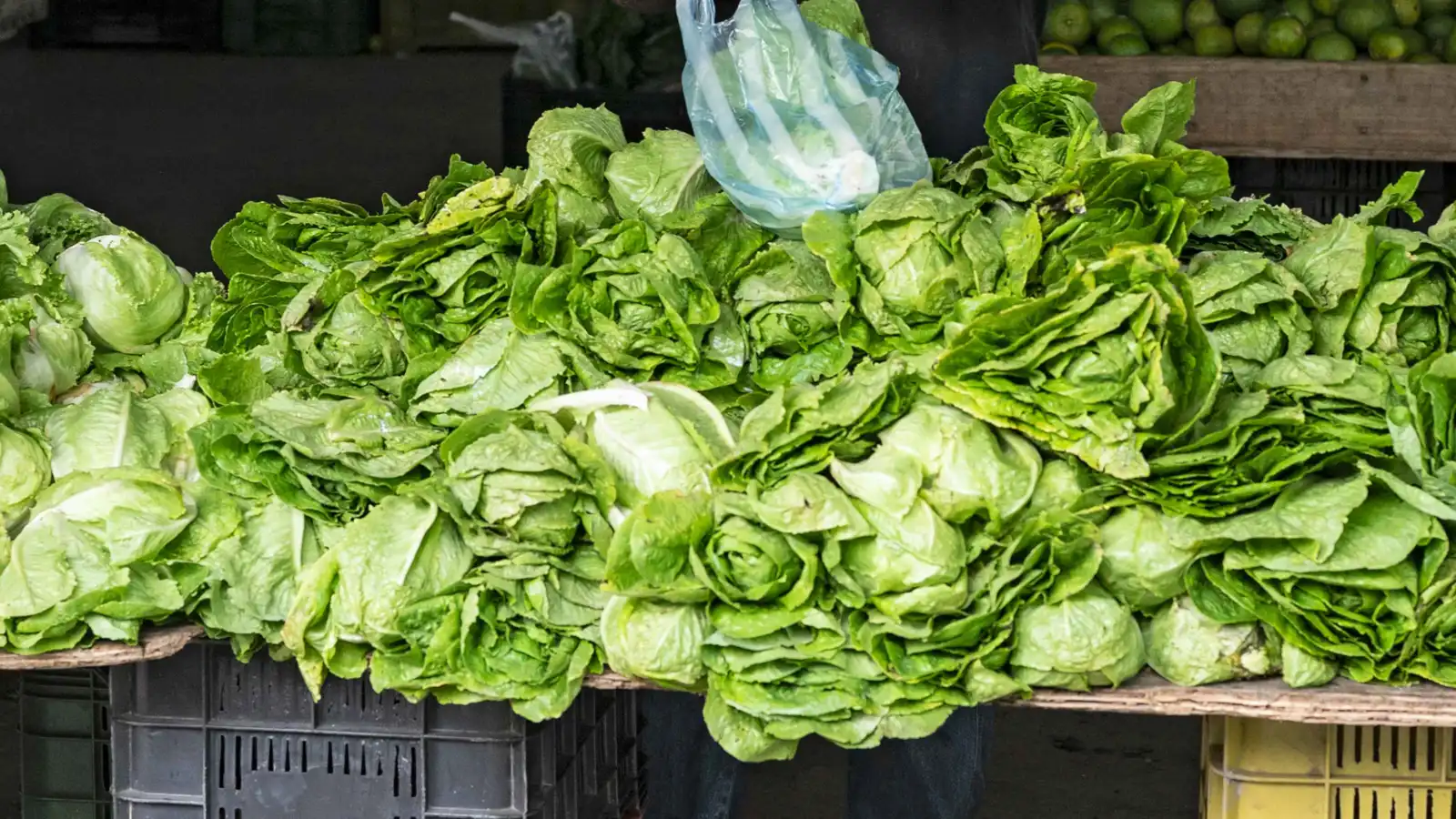 الخس.. "صيدلية خضراء" لترطيب الجسم وتحسين جودة النوم