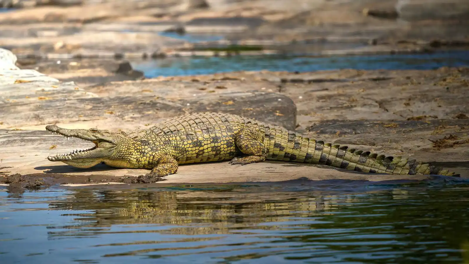 ما سبب ظهور تماسيح على شواطئ الإسكندرية وبومرداس؟ (فيديو)