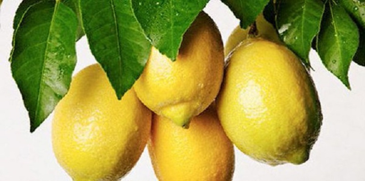 نصيحة لمرضى السرطان.. ازرع شجرة ليمون في حديقة منزلك