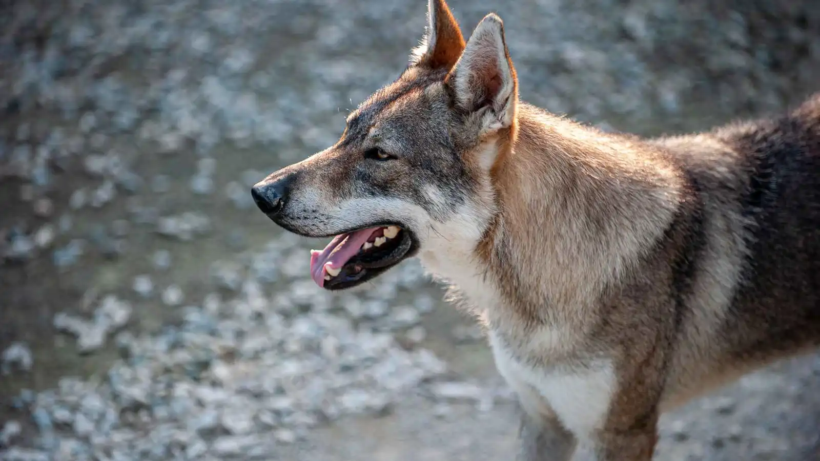 انشغل والداه بالهاتف.. ذئب يهاجم رضيعاً في حديقة حيوان(صور)