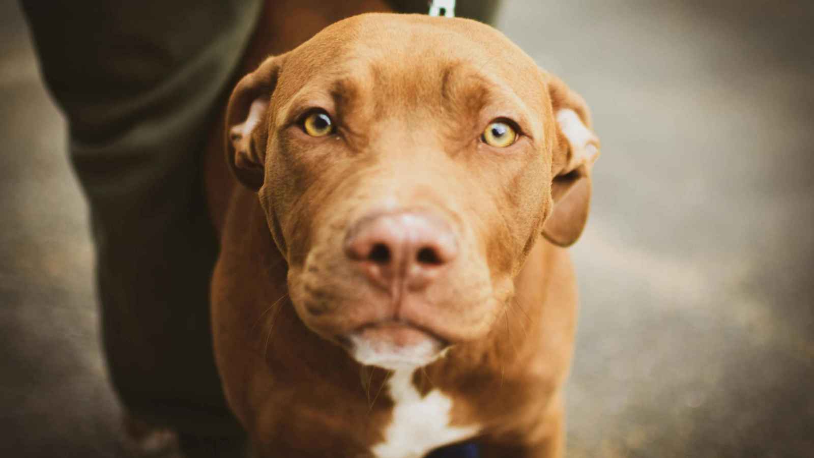 "حادثة صادمة".. كلب يرمي صاحبه بالرصاص