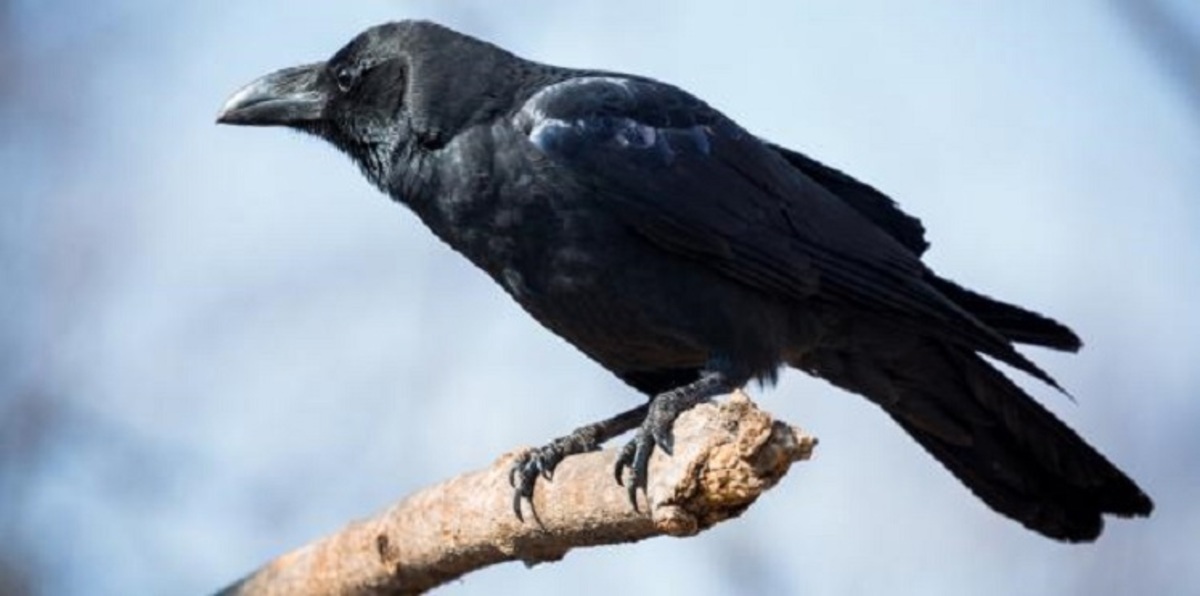 دراسة تكشف أسرارًا جديدة عن الغُراب (فيديو)