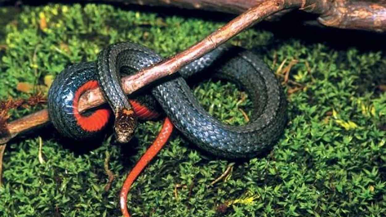 أسترالي يفتح باب حديقته ليجد 100 ثعبان ترحب به (فيديو)