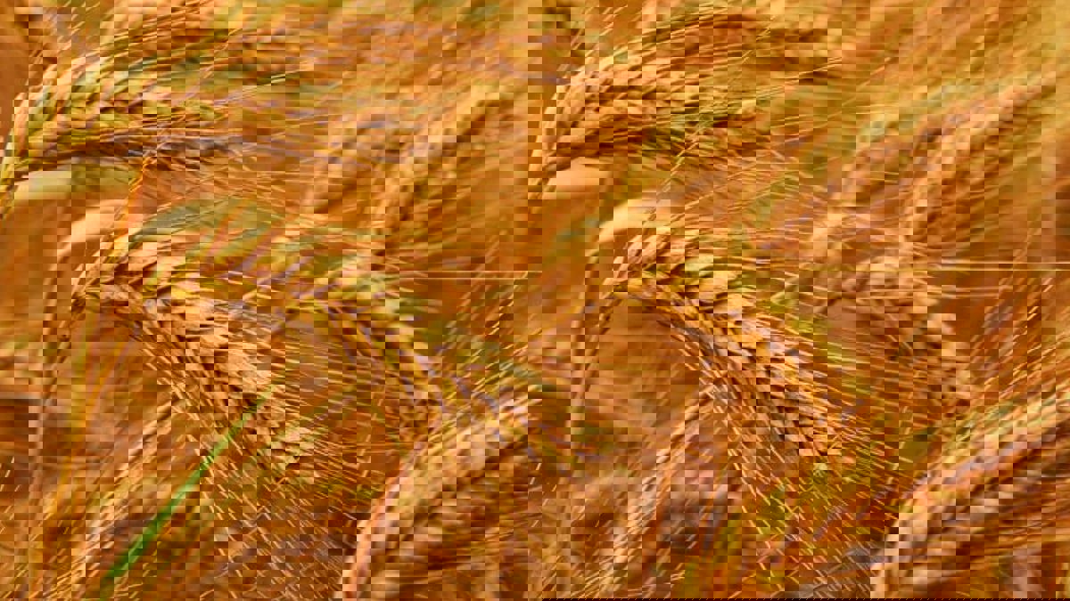 ظهور "الصدأ الأصفر" يثير القلق على محصول القمح في تونس