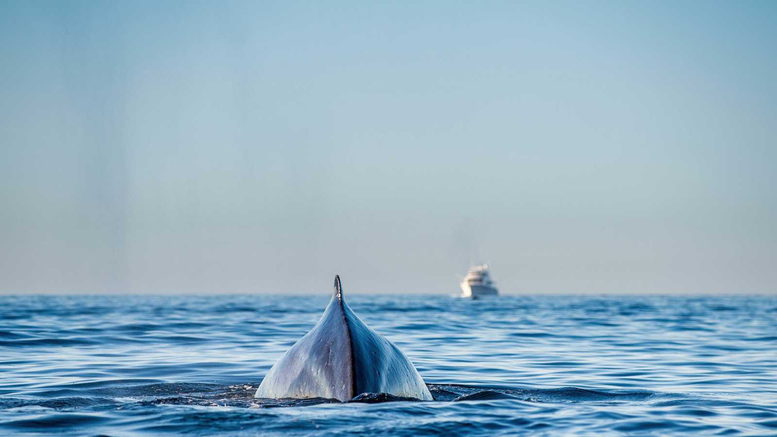هجوم منظم لحيتان قاتلة يستهدف يخت بحارين فرنسيين