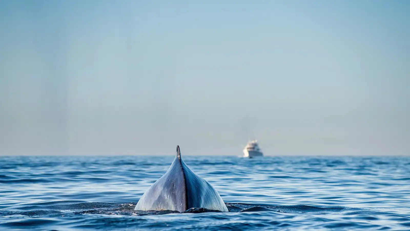 هجوم منظم لحيتان قاتلة يستهدف يخت بحارين فرنسيين
