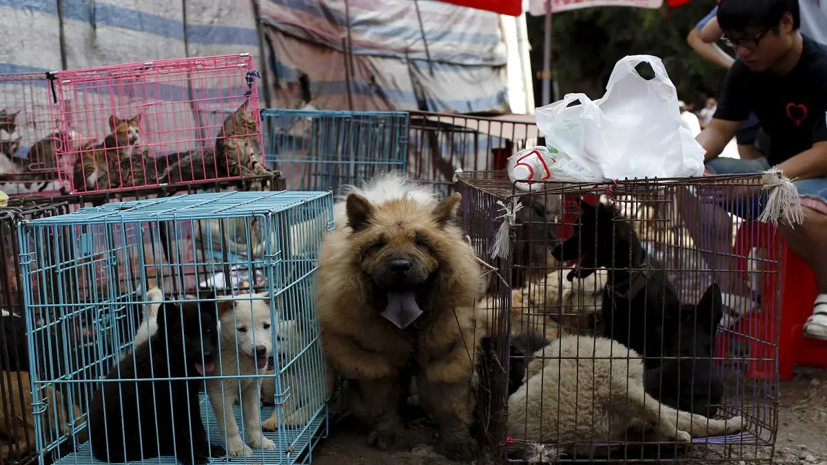 بيانات جديدة تشير لدور كلاب الراكون في نقل كورونا