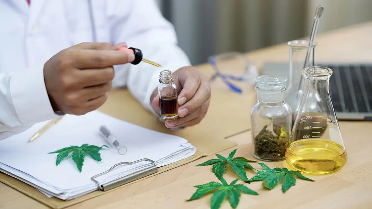 فرنسا تختبر استخدام القنب الطبي في علاج مرض الصرع