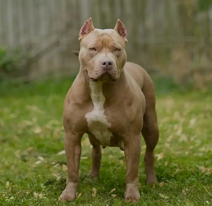 كلب من نوع XL Bully
