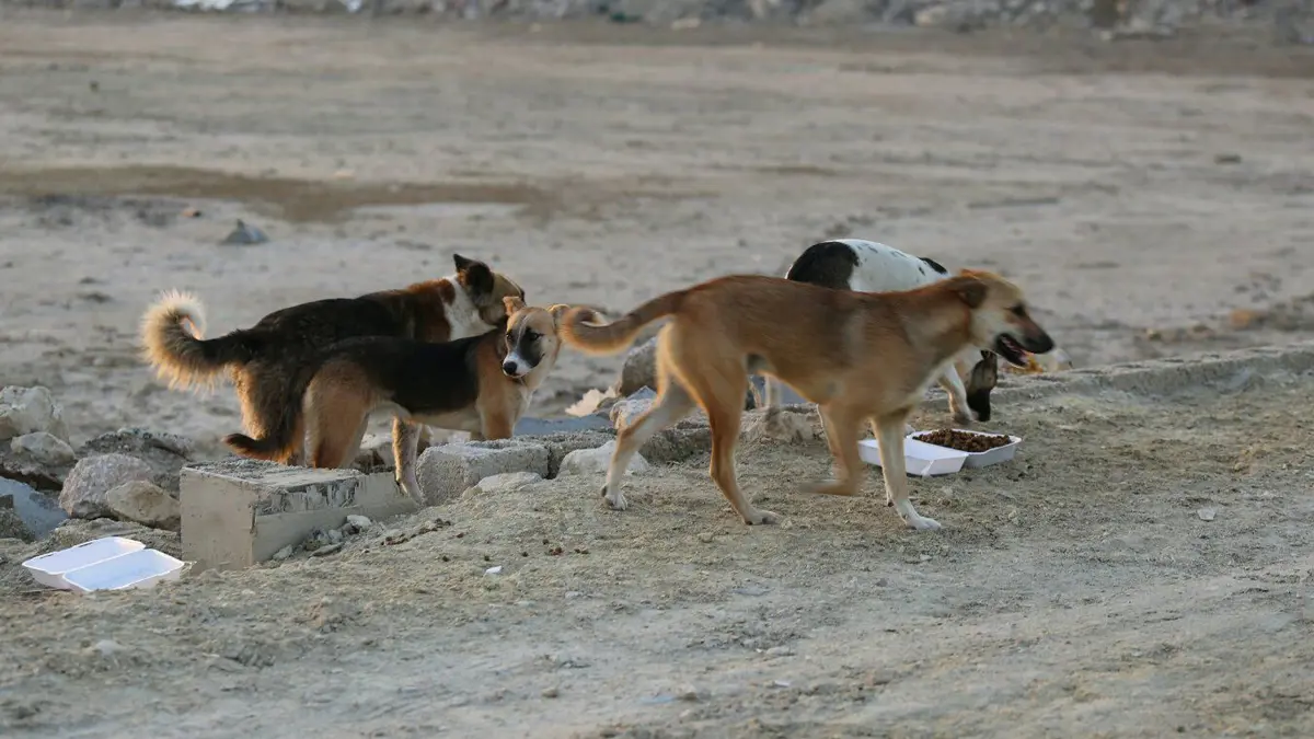 في مصر.. صينيون يذبحون كلابًا ضالة تمهيدًا لأكلها (فيديو)
