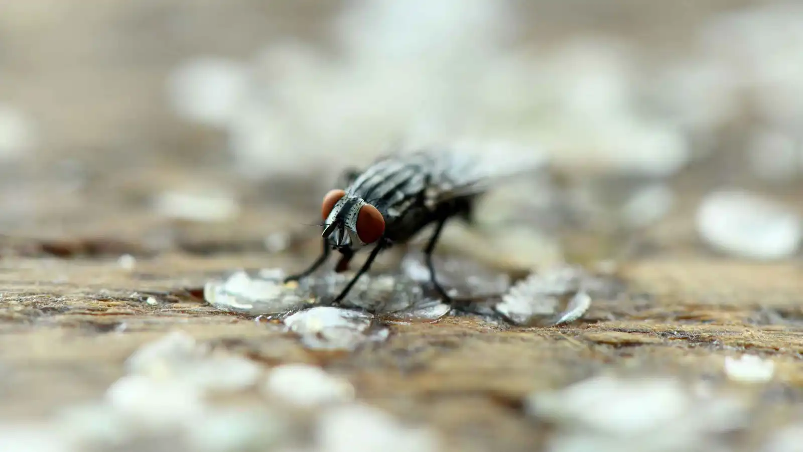 ماذا يحدث عندما تقف ذبابة على طعامك؟