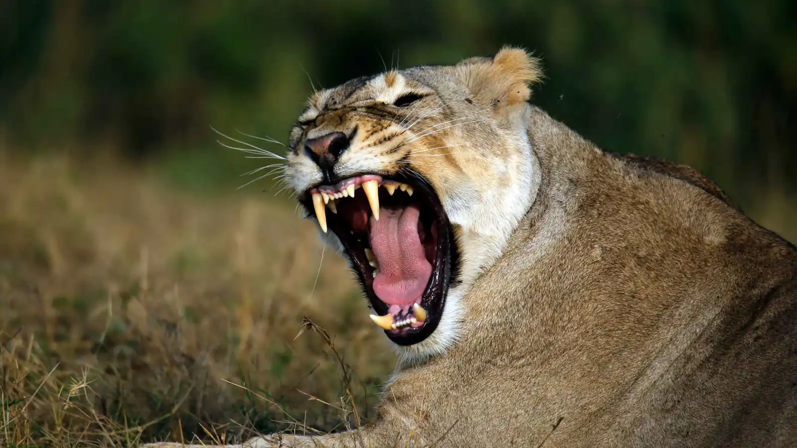 مشهد صادم.. لبؤة تقتل رجلاً في حديقة حيوان (فيديو)