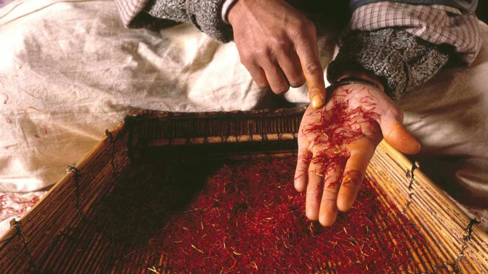 الذهب الأحمر.. السعودية تعتزم التحول لبلد منتج للزعفران