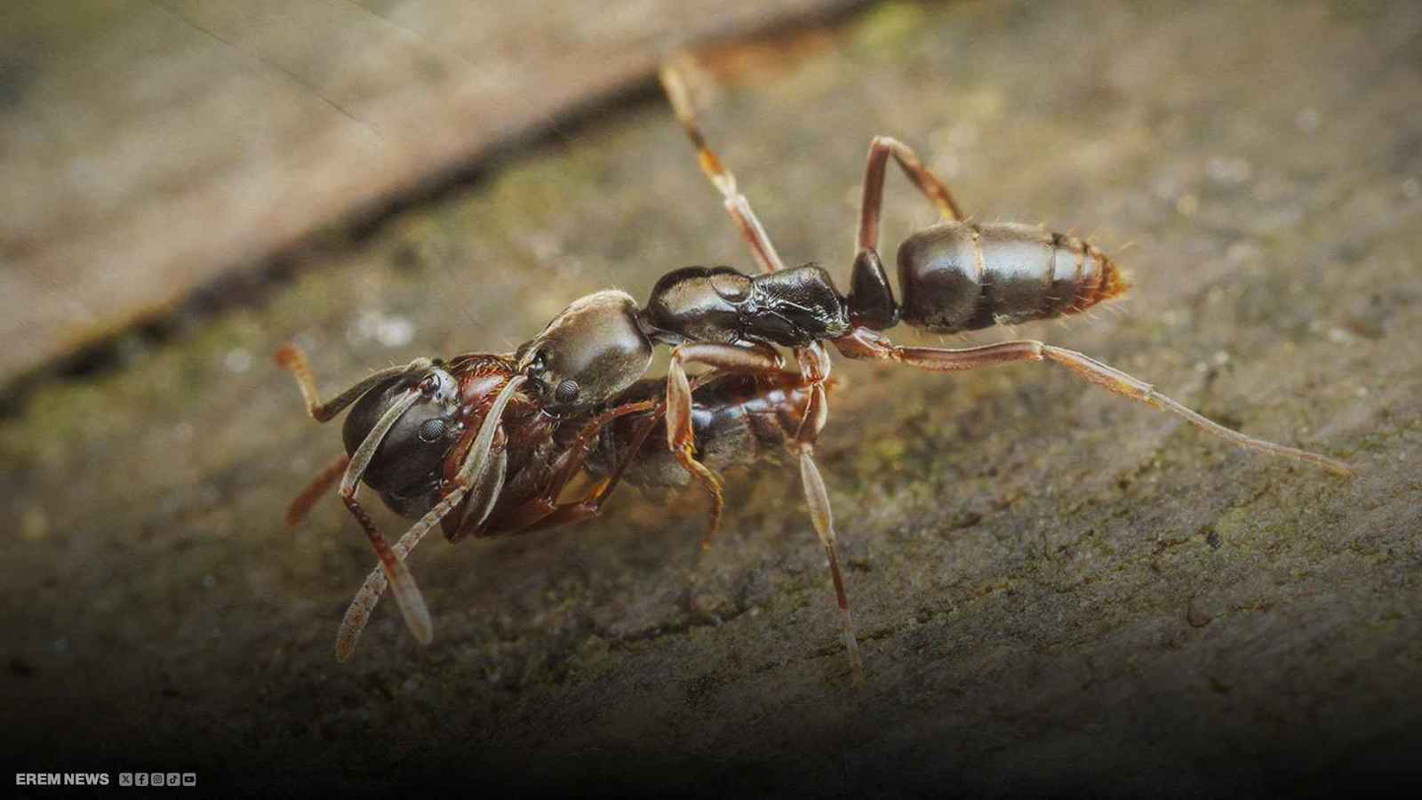 نملة الإبرة الآسيوية.. خطر يلسع الولايات الأمريكية