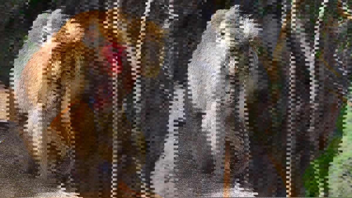 هل للحيوانات انفعالات ومشاعر كما الإنسان؟