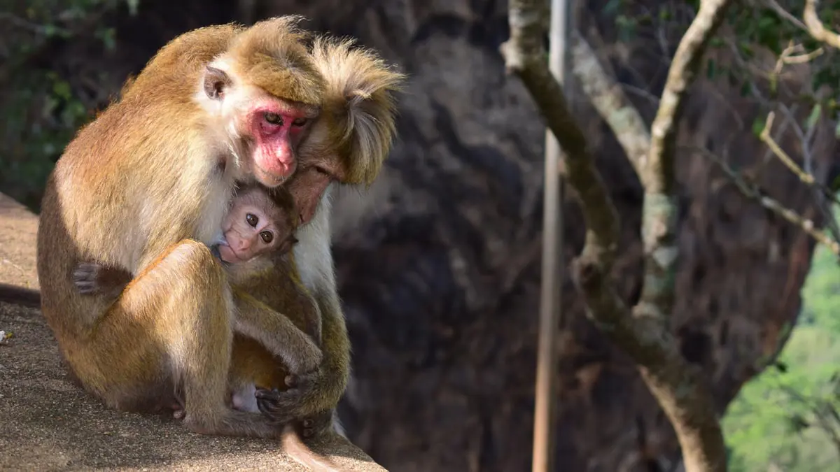 هل للحيوانات انفعالات ومشاعر كما الإنسان؟