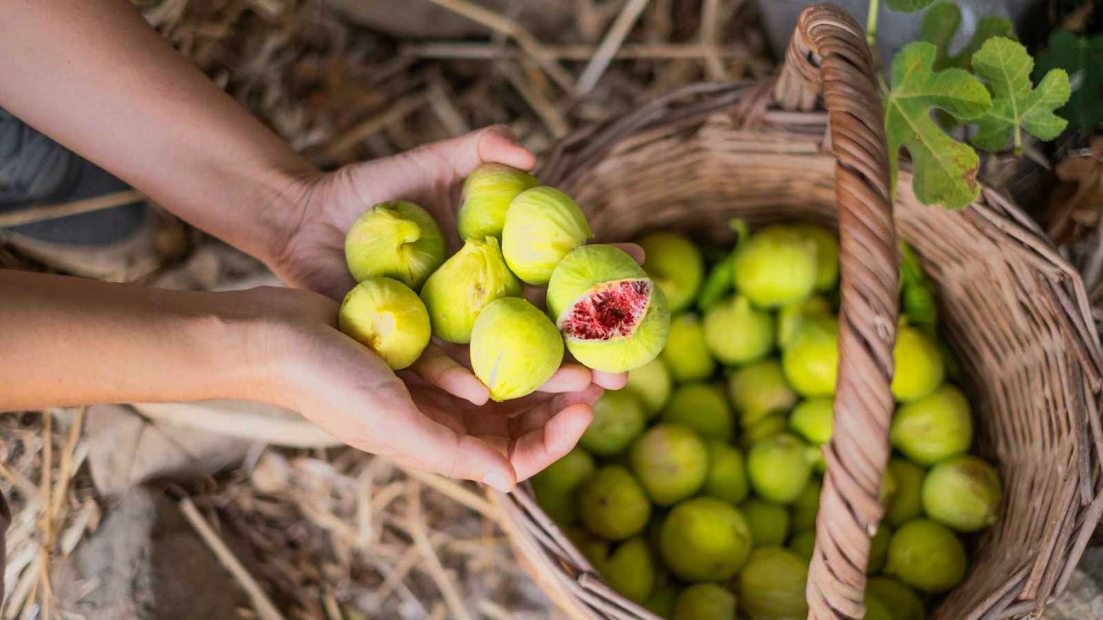 هل يحتوي التين على دبابير ميتة؟ العلم يجيب