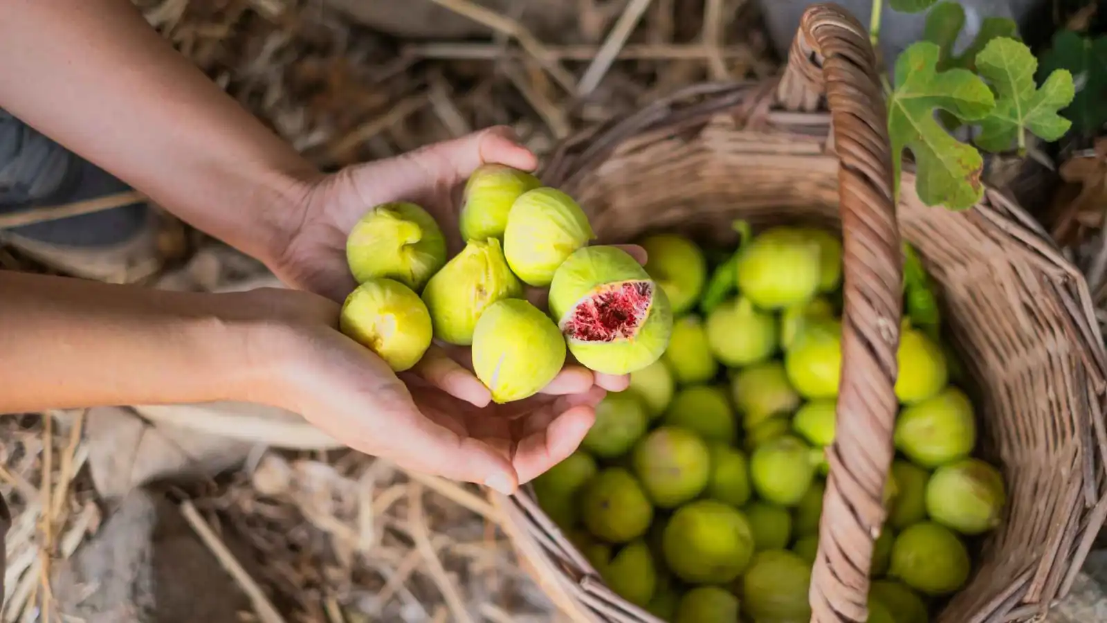 هل يحتوي التين على دبابير ميتة؟ العلم يجيب