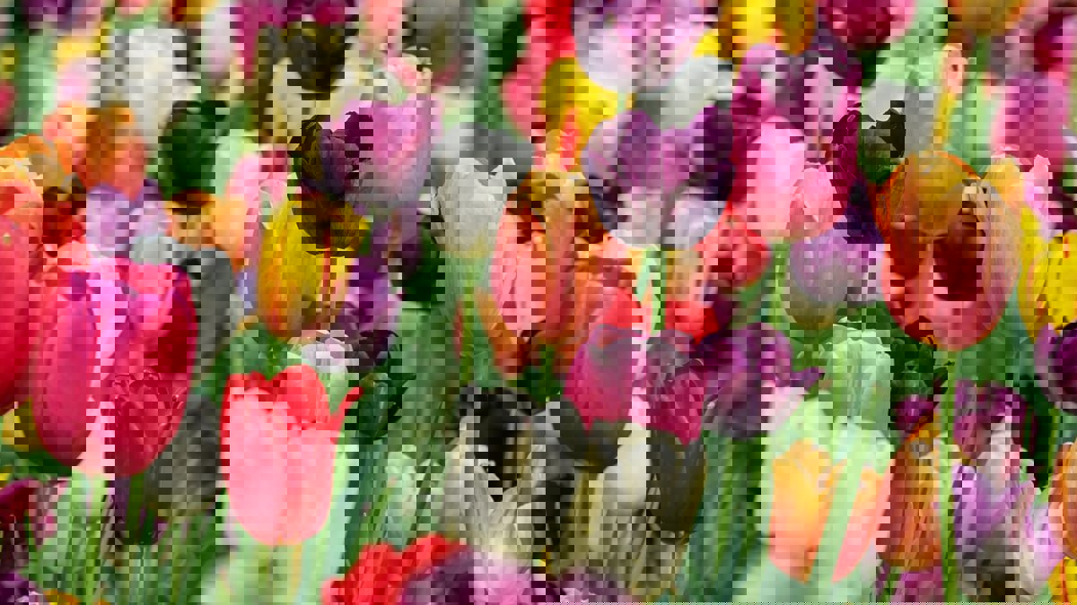 "زهرة التوليب" قادرة على إبطاء تطور أمراض القلب