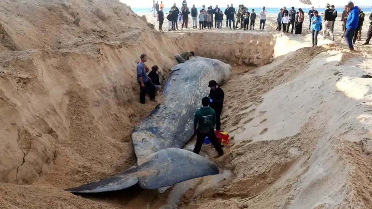 نفوق حوت عنبر على شاطئ زيكيم قرب حدود قطاع غزة