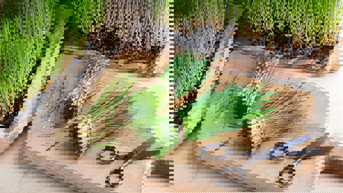 عشبة القمح يمكنها القضاء على 65 % من الخلايا السرطانية في 3 أيام