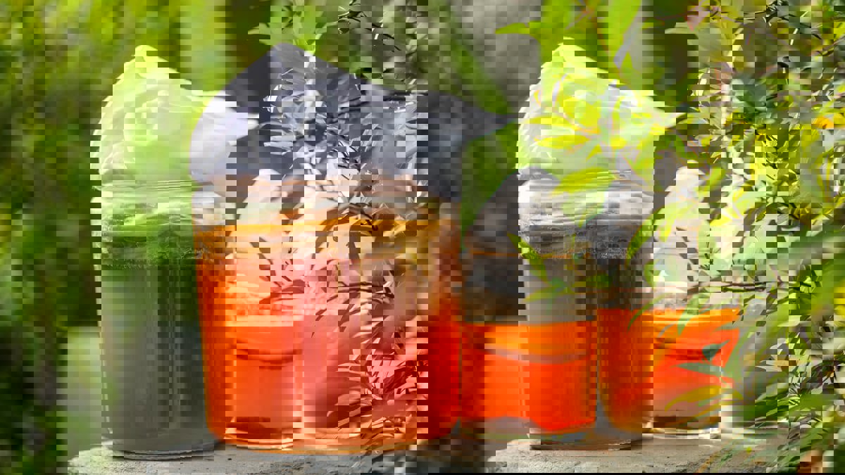 الكمبوتشا.. شاي سحري لخفض مستويات الدهون الثلاثية