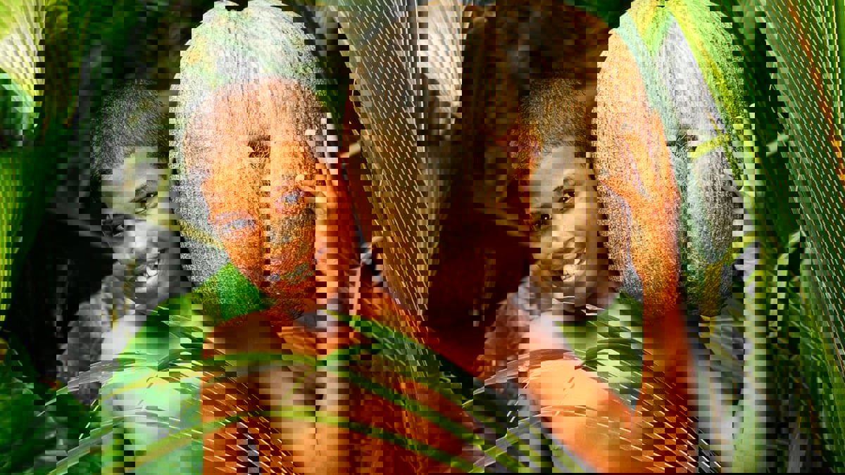 شجرة نخيل أسطورية تنتج أكبر بذور في العالم‎‎