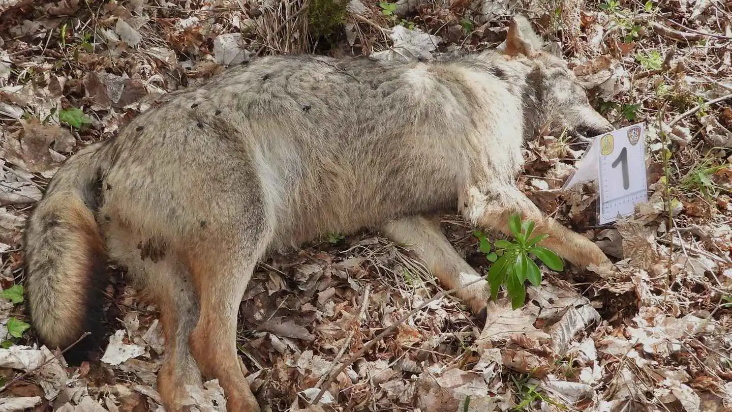 "معقل الذئاب" يشهد مذبحة مروعة وسط استنفار أمني في إيطاليا