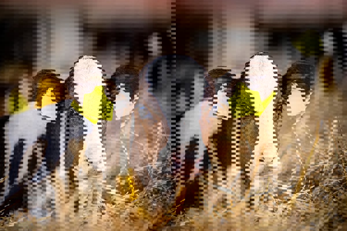 هروب أضحية في شوارع القاهرة يثير السخرية (فيديو)