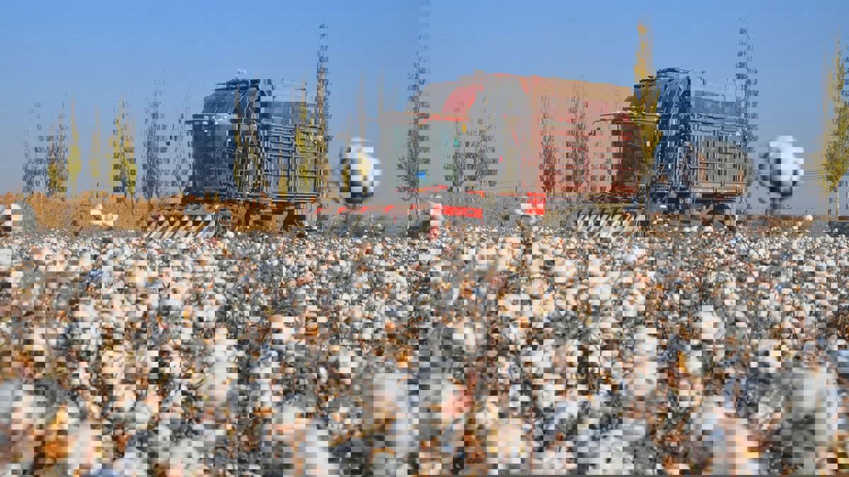 ابتكار نوع جديد من القطن المقاوم للاحتراق