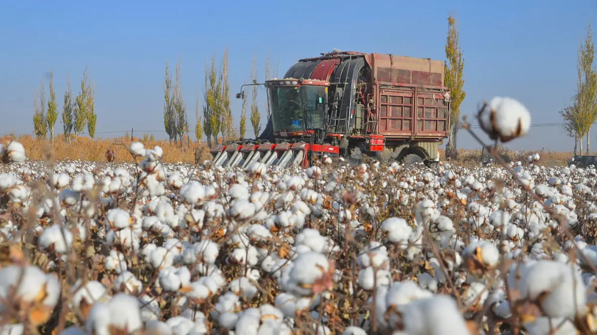 ابتكار نوع جديد من القطن المقاوم للاحتراق