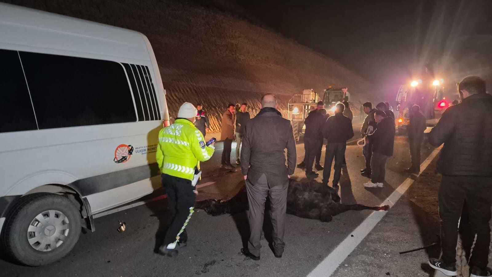 نهاية حزينة لخيول عربية أصيلة فرت من مزرعة في تركيا (فيديو)