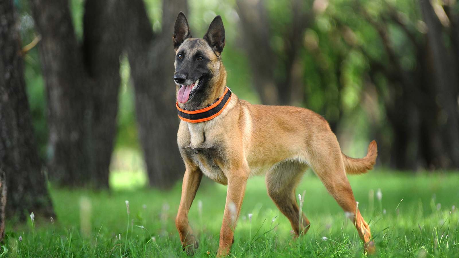 إنقاذ 40 كلبا من ظروف مروعة داخل شقة في نيويورك (صور)