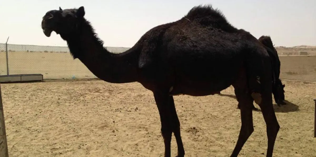 بالصور.. ناقة سوداء تثير الجدل في السعودية