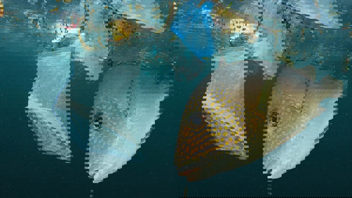 "كارثة بيئية".. البحر المتوسط مقبرة عالمية للبلاستيك
