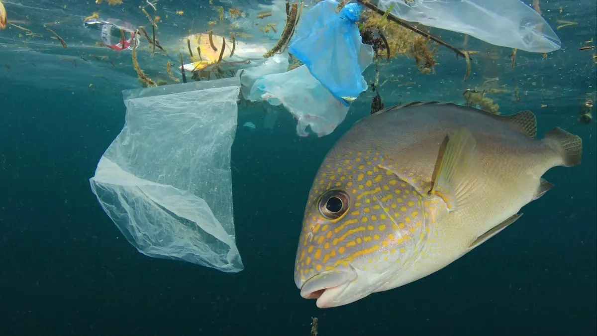 "كارثة بيئية".. البحر المتوسط مقبرة عالمية للبلاستيك
