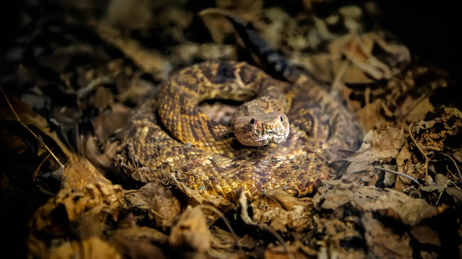 كيف تصدر الأفعى الجرسية صوتها المميز؟ (فيديو)